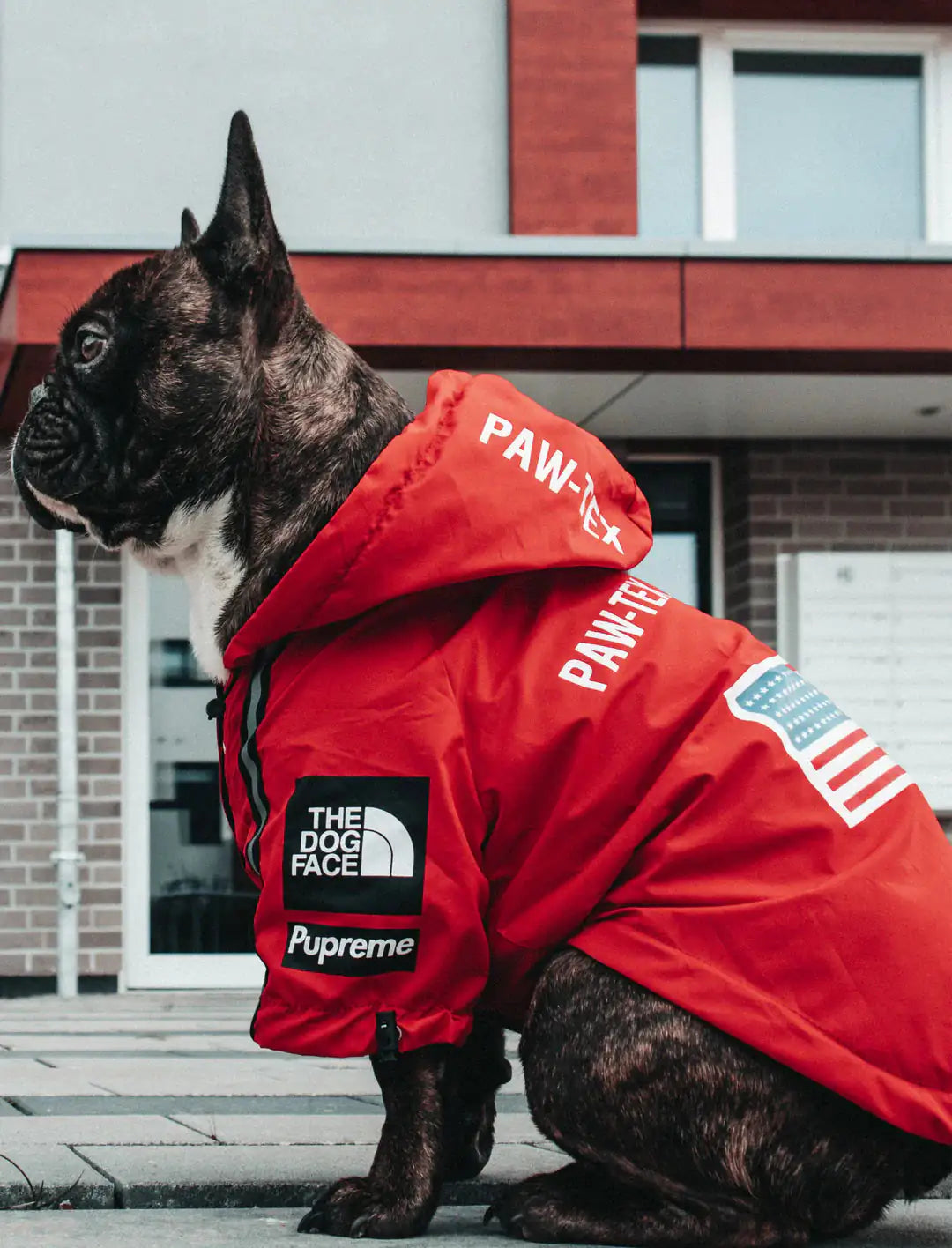 Windbreaker Jacket for Dog - Stay Dry and Stylish - Pawsomes